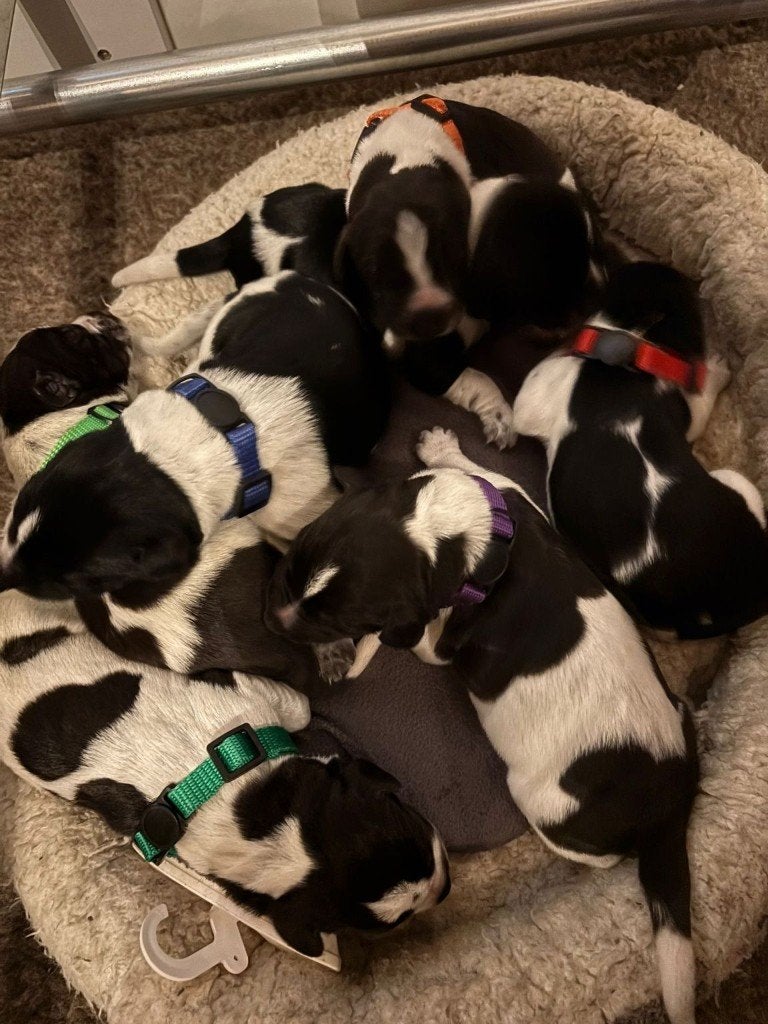 Duitse Staander Draadhaar Pups, Duitse Staande hond, 8 tot 15 weken, Meerdere, Meerdere dieren