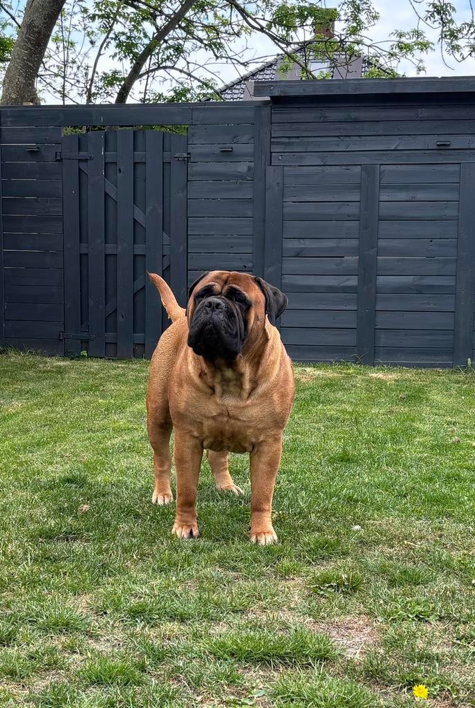 Bullmastiff Bull mastiff pups met stamboom  in de planning, 8 tot 15 weken, Geslacht onbekend, Parvo, Bulldog