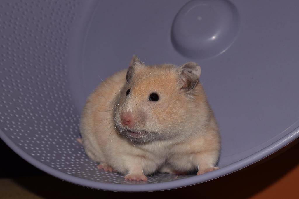Syrische hamster dame, Dieren en Toebehoren, Knaagdieren, Hamster, Vrouwelijk, Mei, Tam