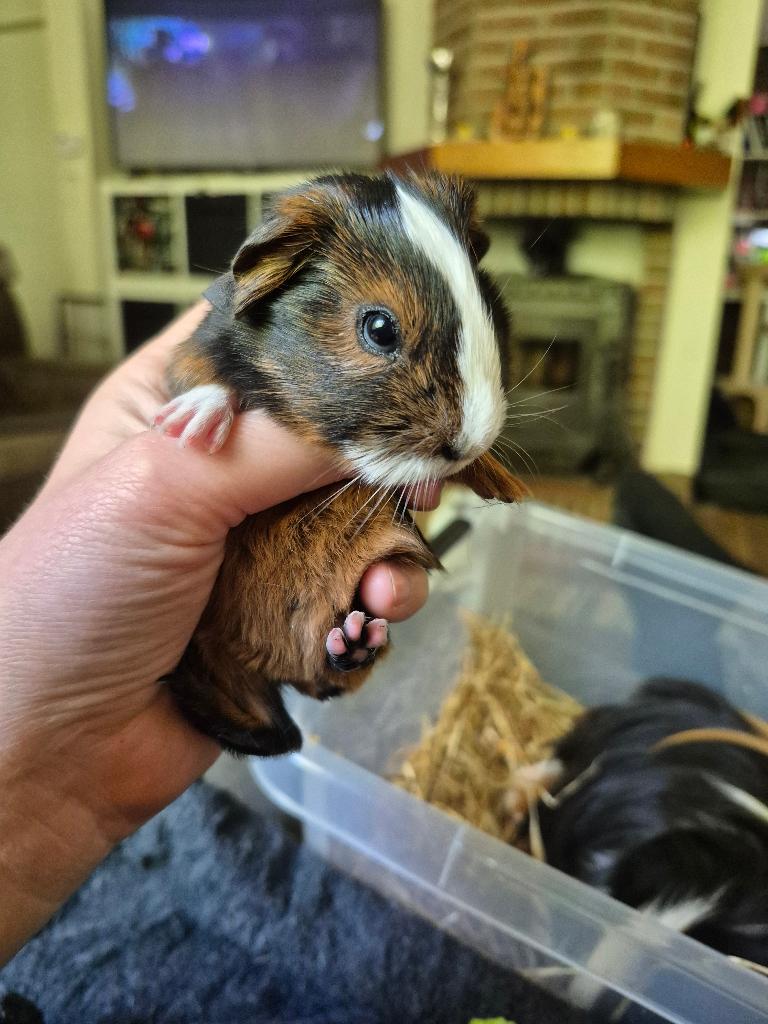 Jonge cavia's, beertjes, gladharig, Dieren en Toebehoren, Knaagdieren, Cavia, Mannelijk, Mei, Tam