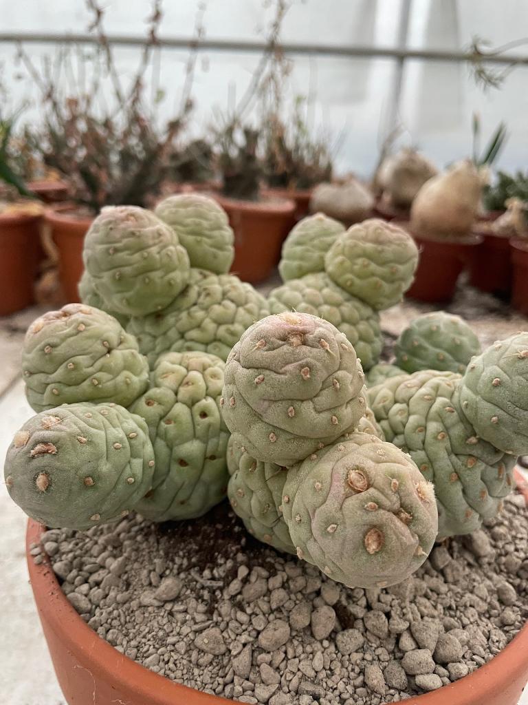 Cactus Tephrocactus Geometricus uit Argentinie potmaat 20cm, Huis en Inrichting, Ophalen of Verzenden, Minder dan 100 cm, Bloeiende kamerplant