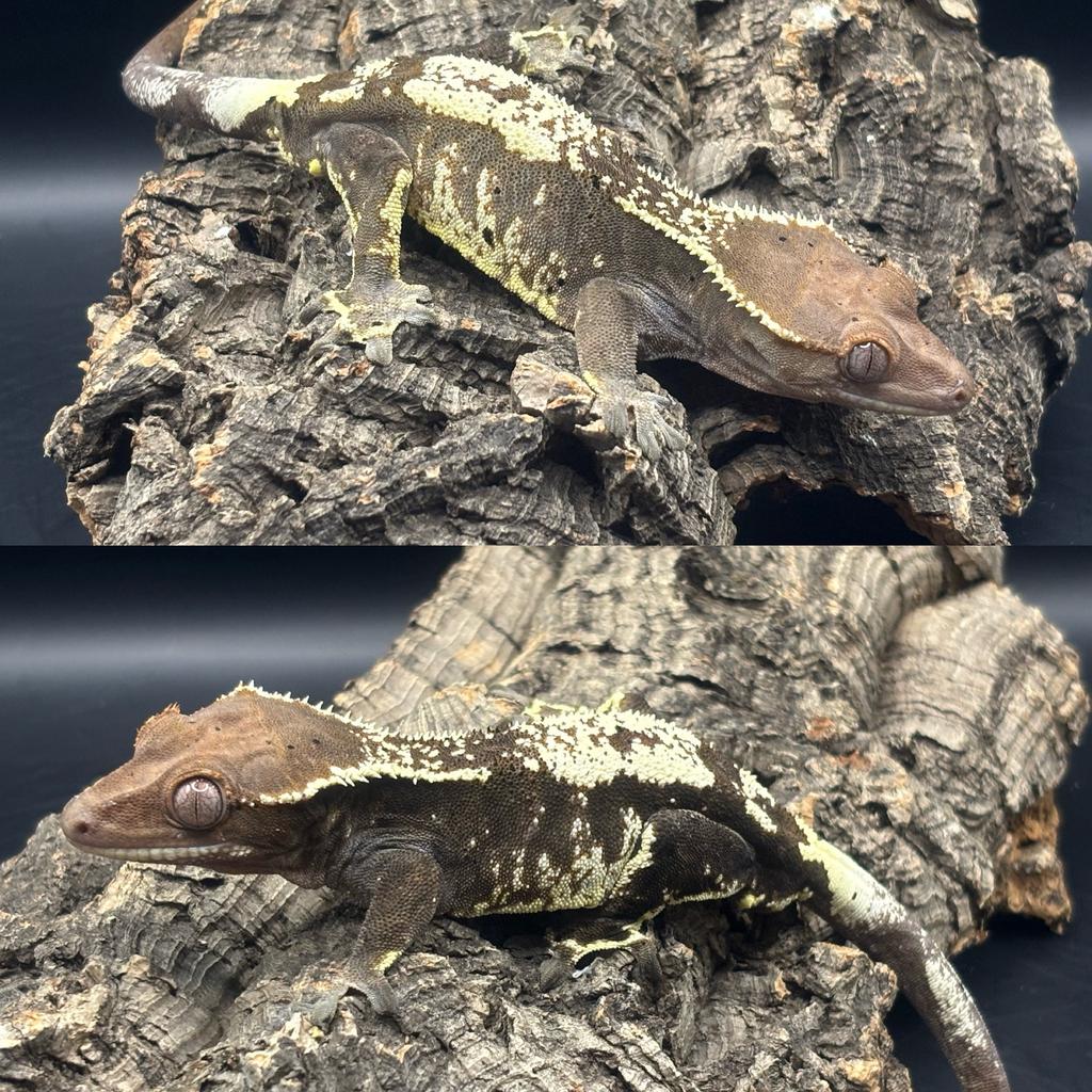 Correlophus ciliatus - Wimpergekko - Crested Gecko, Dieren en Toebehoren, Hagedis, 0 tot 2 jaar