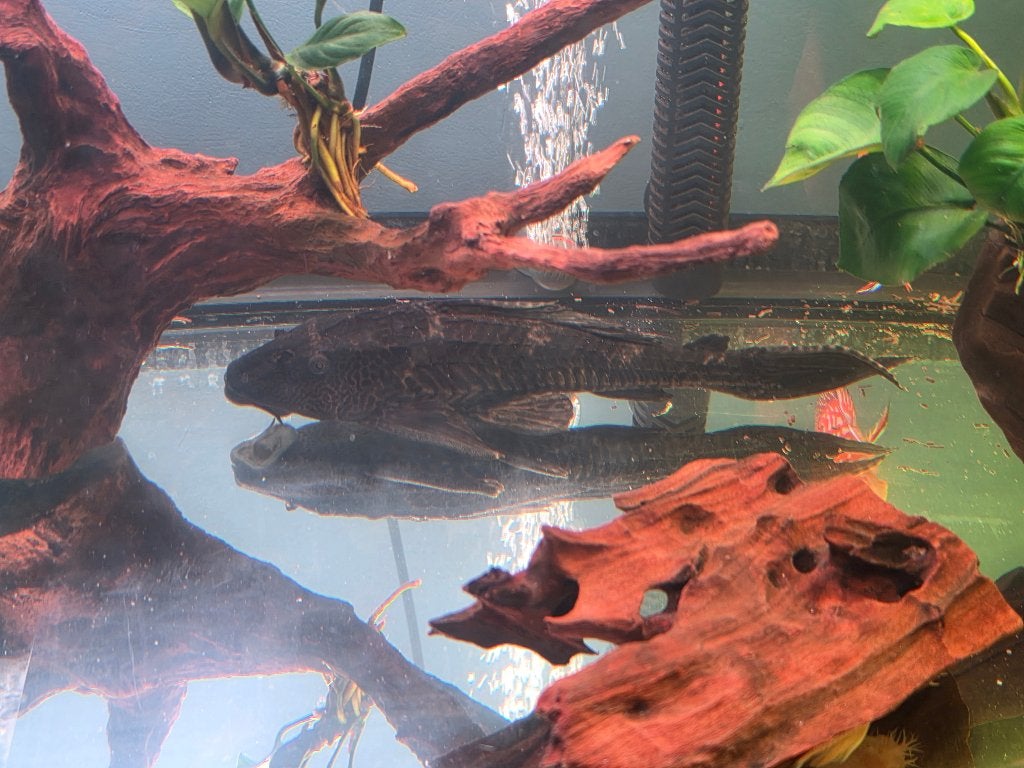 Mooie grote pleco / algeneter, Dieren en Toebehoren, Vissen | Aquariumvissen, Vis, Zoetwatervis
