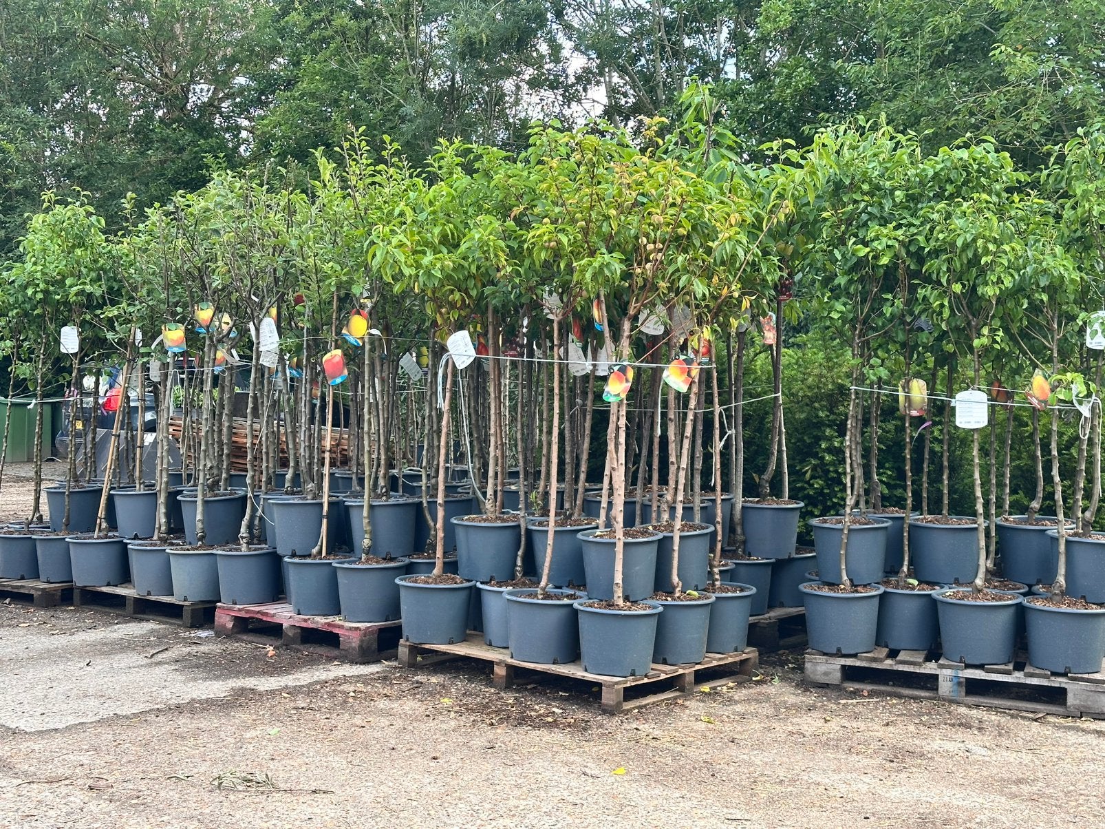 Diverse halfstam fruitbomen. Pot gekweekt, Ophalen, Volle zon, Overige soorten