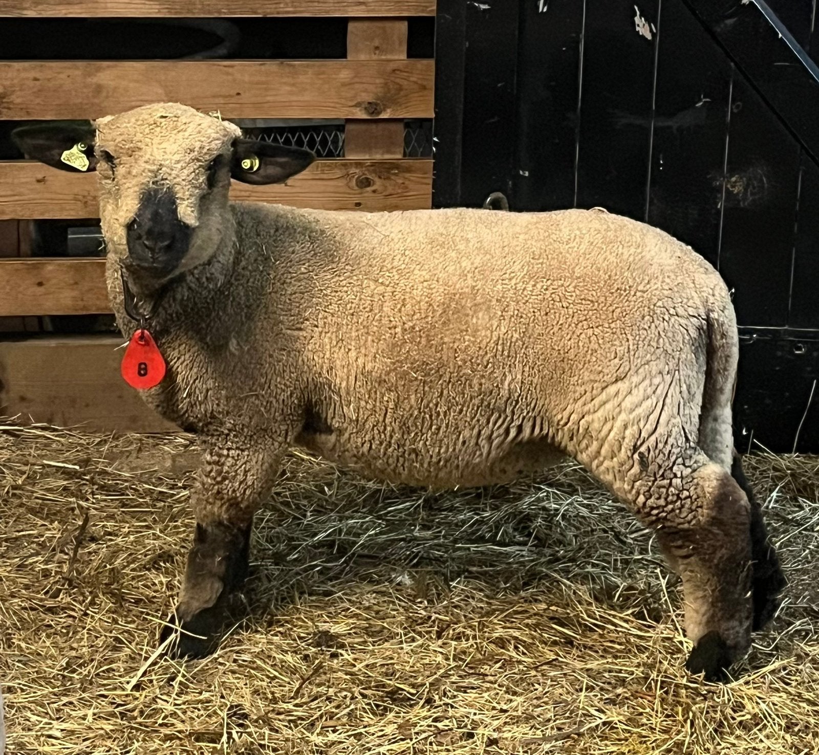Hampshire Down ooilammeren stamboek, Dieren en Toebehoren, Schapen, Geiten en Varkens, Mannelijk, Schaap