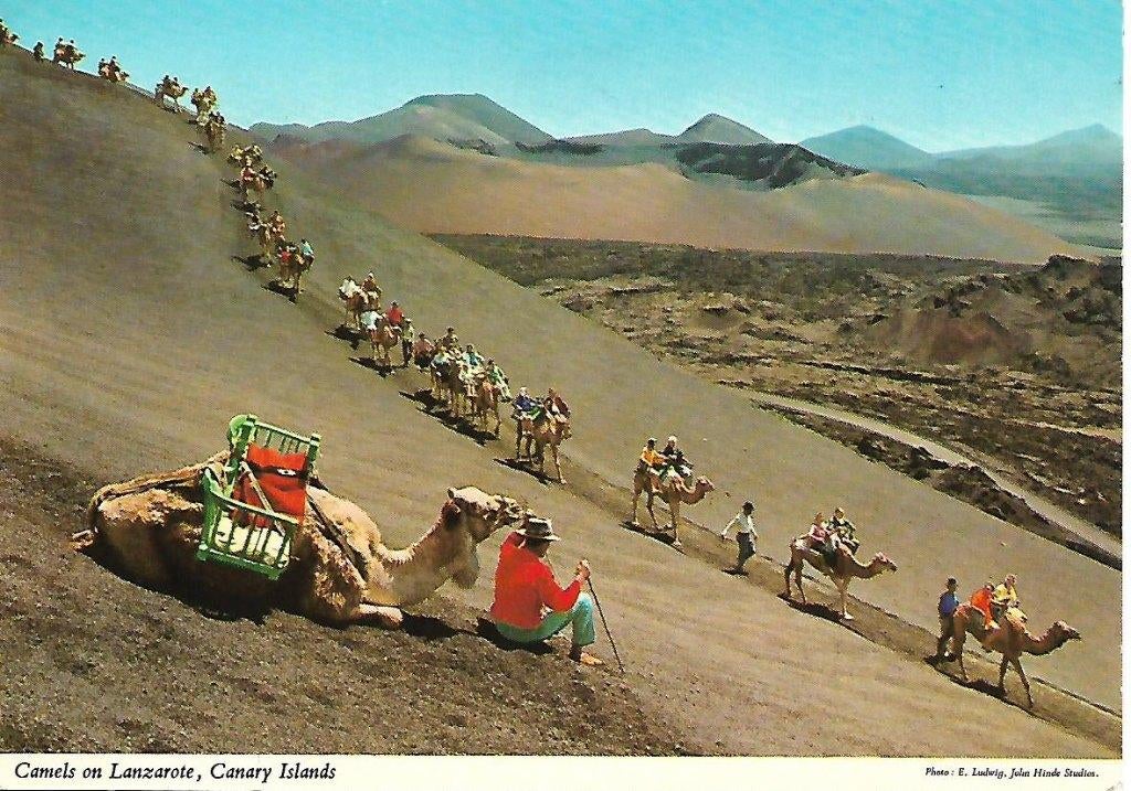 Kamelen., Verzenden, 1980 tot heden, Gelopen, Overige soorten