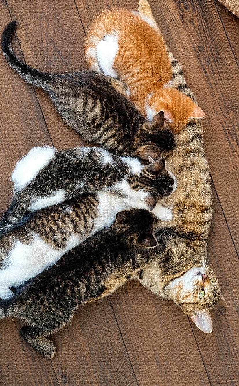 Boerderij kittens zoeken een nieuw thuis, Dieren en Toebehoren, Katten en Kittens | Overige Katten, Kortharig, Meerdere dieren