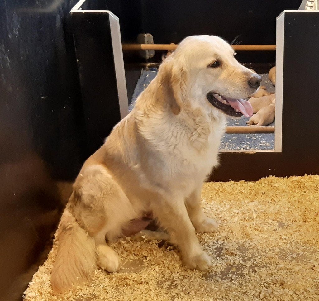 Golden Retriever herplaatser, Dieren en Toebehoren, Golden retriever, Nederland, Teef, Eén hond