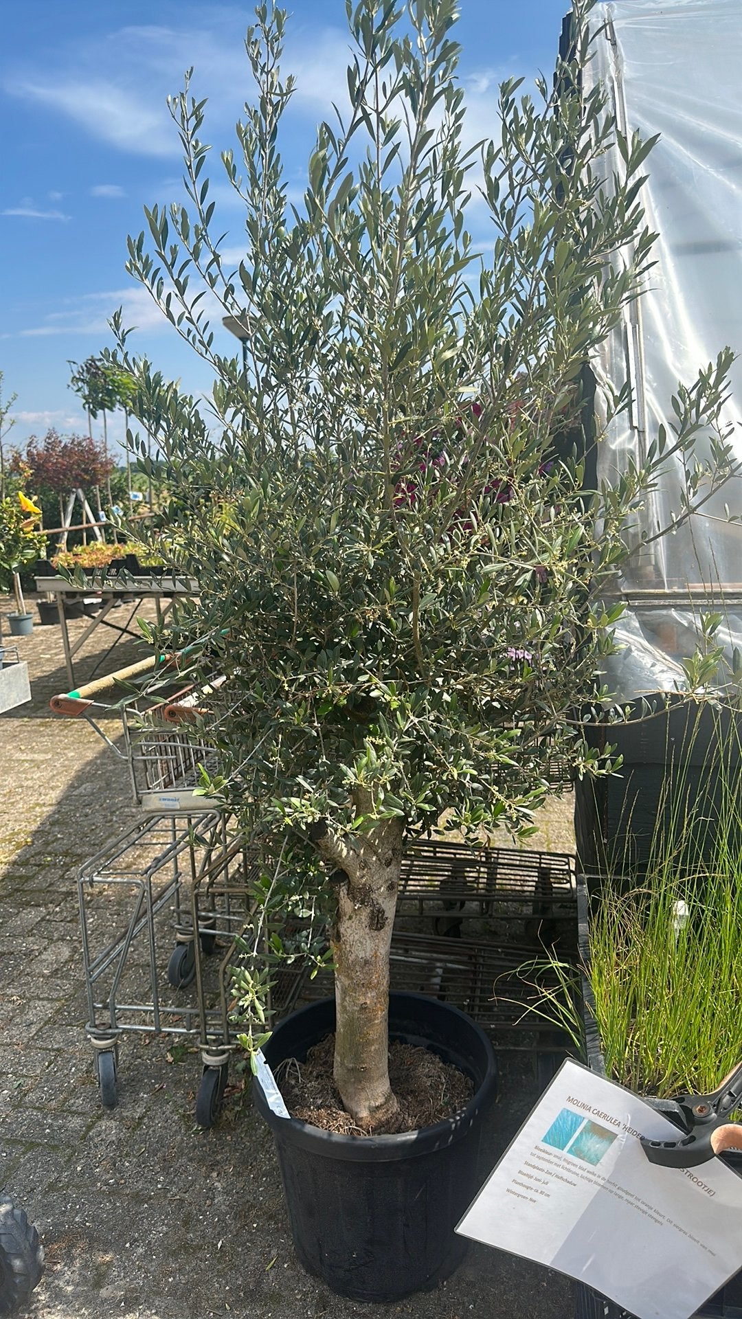 Olijfboom ca. 1.70 incl pot, Bloeit niet, 100 tot 250 cm, Olijfboom, Ophalen