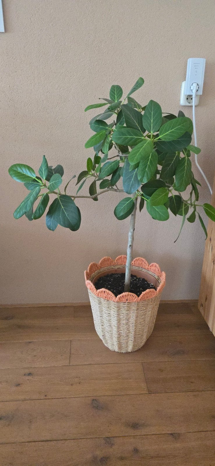 binnenplant boom Ficus benghalensis 'Audrey' Banyanvijg plus, Huis en Inrichting, Ophalen, Ficus, Halfschaduw, Minder dan 100 cm
