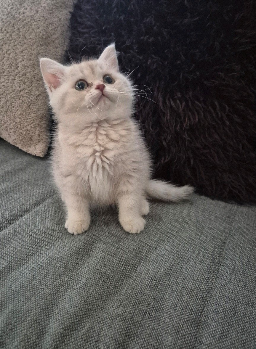 Foto 3 van Prachtige raszuivere britse korthaar kittens