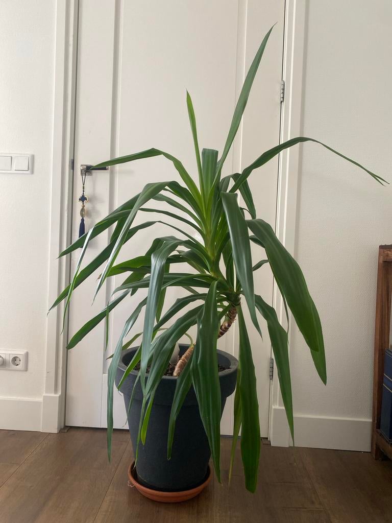 Yucca kamerplant, 100 tot 150 cm, Ophalen of Verzenden, In pot, Yucca