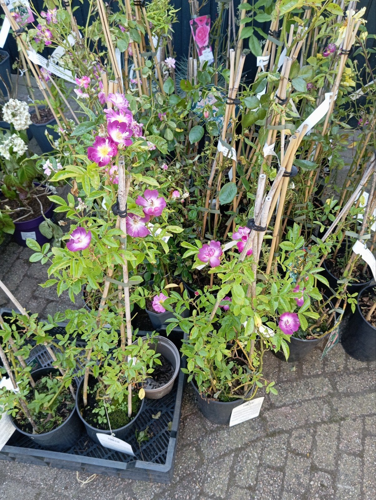Meerdere klimrozen, Tuin en Terras, Planten | Tuinplanten, Ophalen, Overige soorten, Volle zon