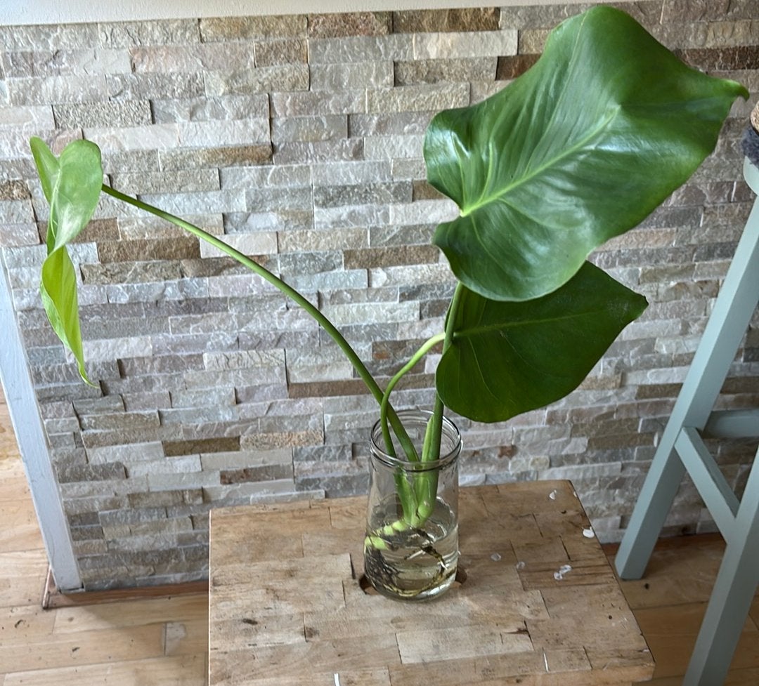 Monstera deliciosa stek, Huis en Inrichting, Kamerplanten, Overige soorten, Minder dan 100 cm, Groene kamerplant, Halfschaduw