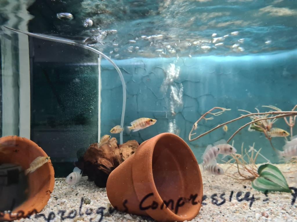 Altolamprologus Compressiceps Tanganyika Cichliden, Dieren en Toebehoren, Vissen | Aquariumvissen, Vis, Zoetwatervis