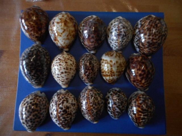 Schelpen: Cypraea tigris L. (variaties) f+/gem 64,5-93,5mm, Verzenden, Schelp(en)