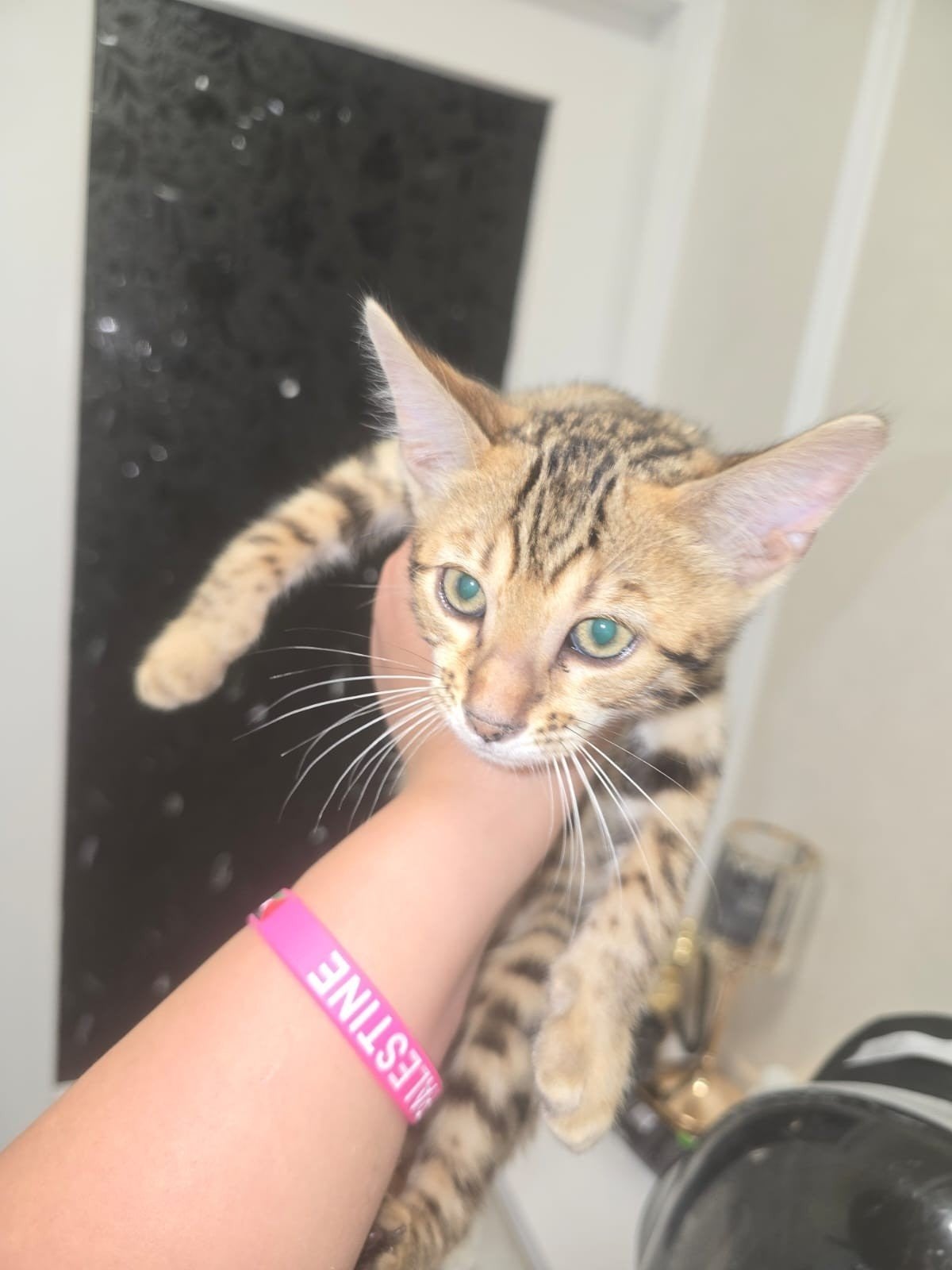 3 prachtige Bengaalse mannelijke kittens, Dieren en Toebehoren, Kater