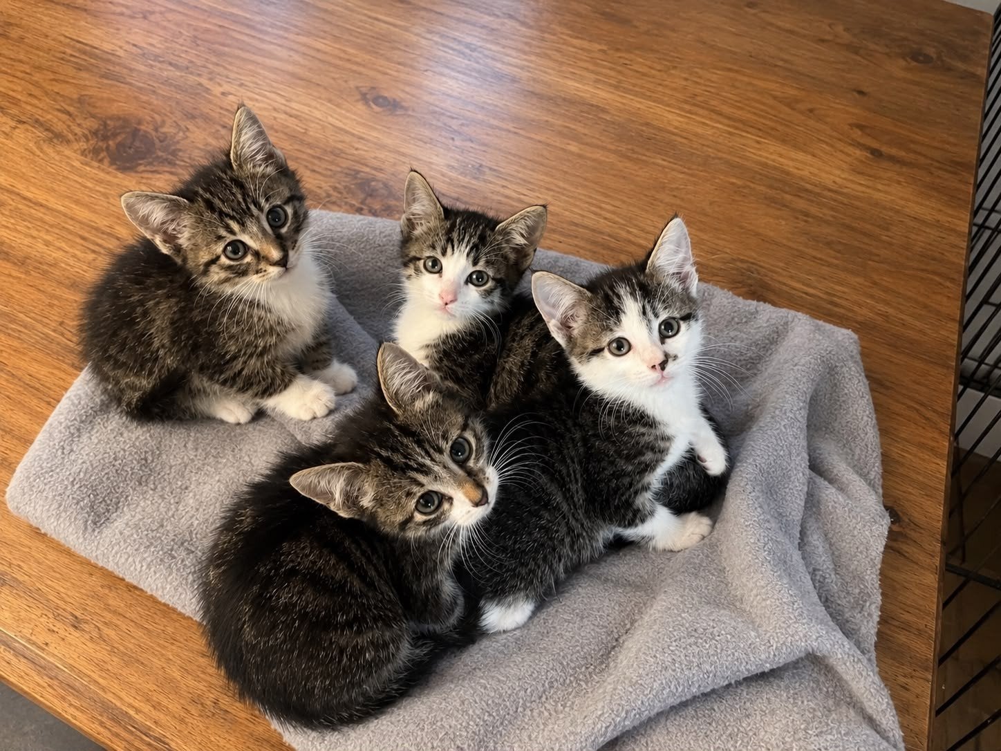 lieve kittens aangeboden, Dieren en Toebehoren, Meerdere dieren, Kortharig, 0 tot 2 jaar