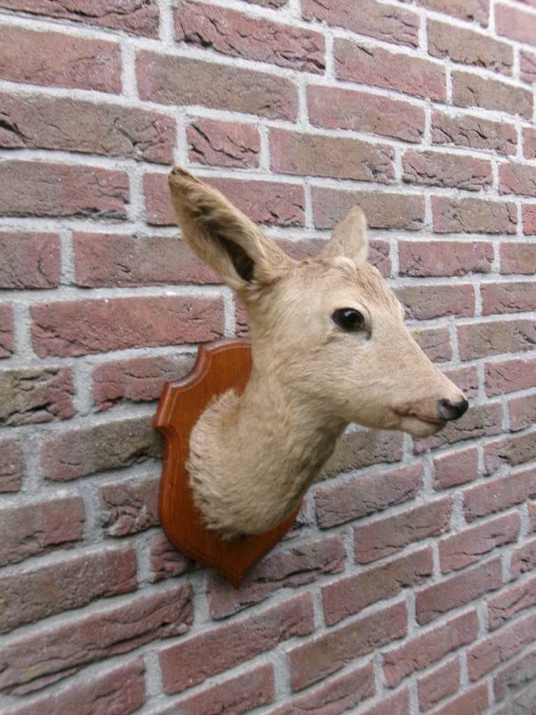 Prachtig opgezet hertenkopje op schild, Ophalen of Verzenden, Zo goed als nieuw, Hert, Opgezet dier