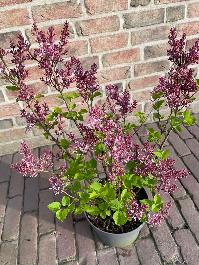 Planten die nu op z’n mooist zijn (foto update) deel 2, Volle zon, Vaste plant, Lente, Ophalen