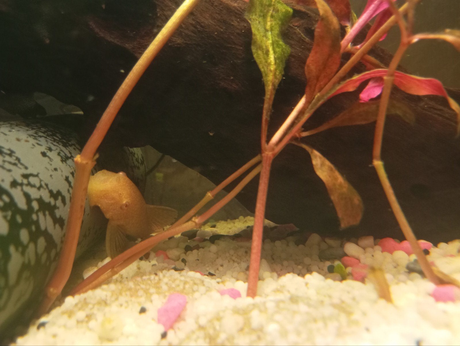 4 volwassen  albino borstelneus (Ancistrus), Vis, Zoetwatervis
