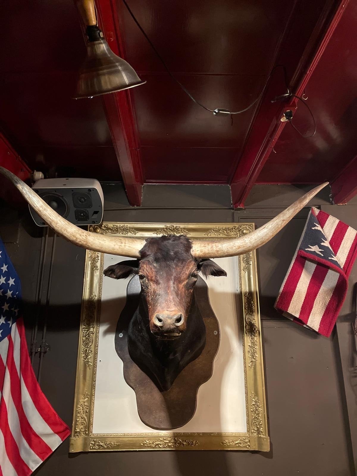 Prachtige Longhorn Stierenkop, Ophalen, Gebruikt