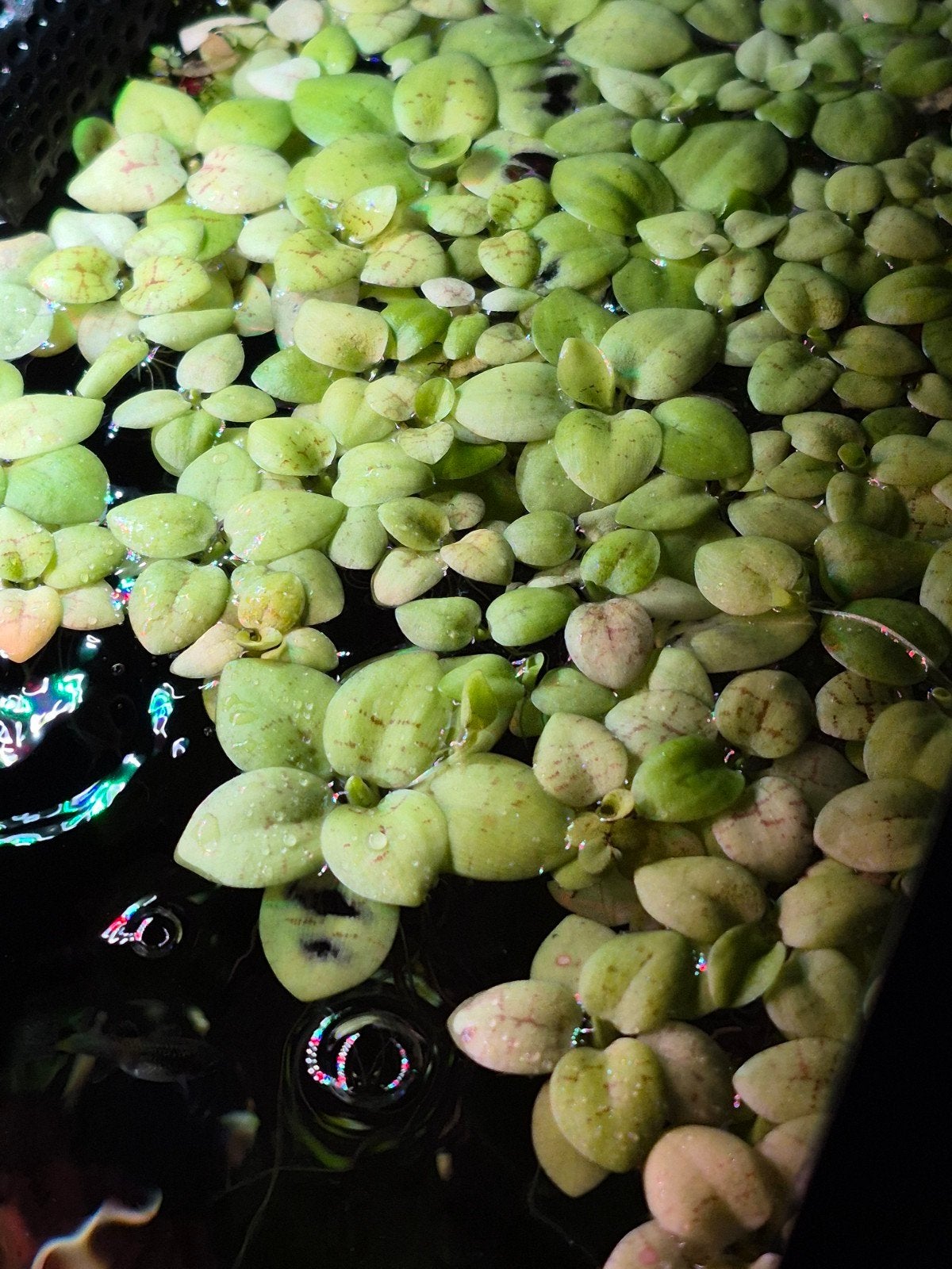 Aquarium drijf planten te koop, Ophalen of Verzenden, Plant(en), Steen of Hout