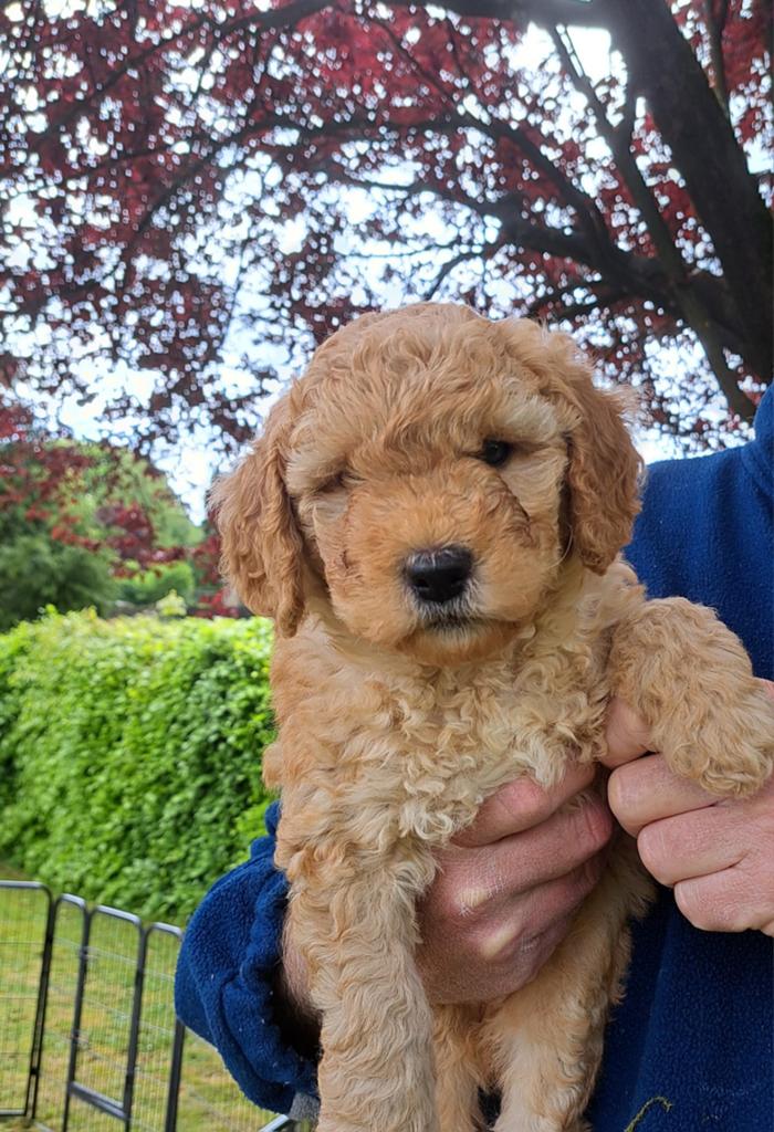 Medium Doodle Pups, Goldendoodle x Labradoodle, Dieren en Toebehoren, Parvo, Overige rassen, 8 tot 15 weken, Meerdere