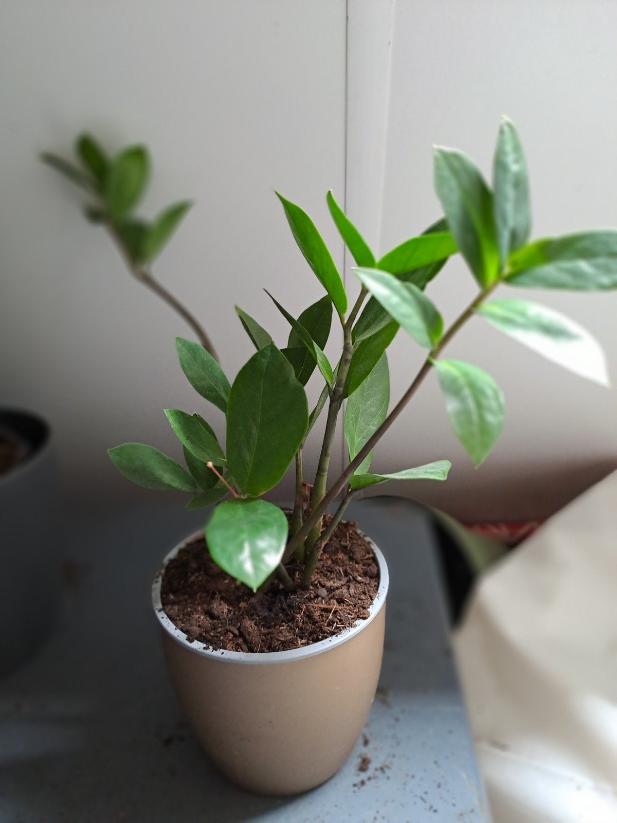 Zamioculcas zamiifolia, bekend als de ZZ-plant kamerplant, Huis en Inrichting, Kamerplanten, Ophalen, Overige soorten, Halfschaduw