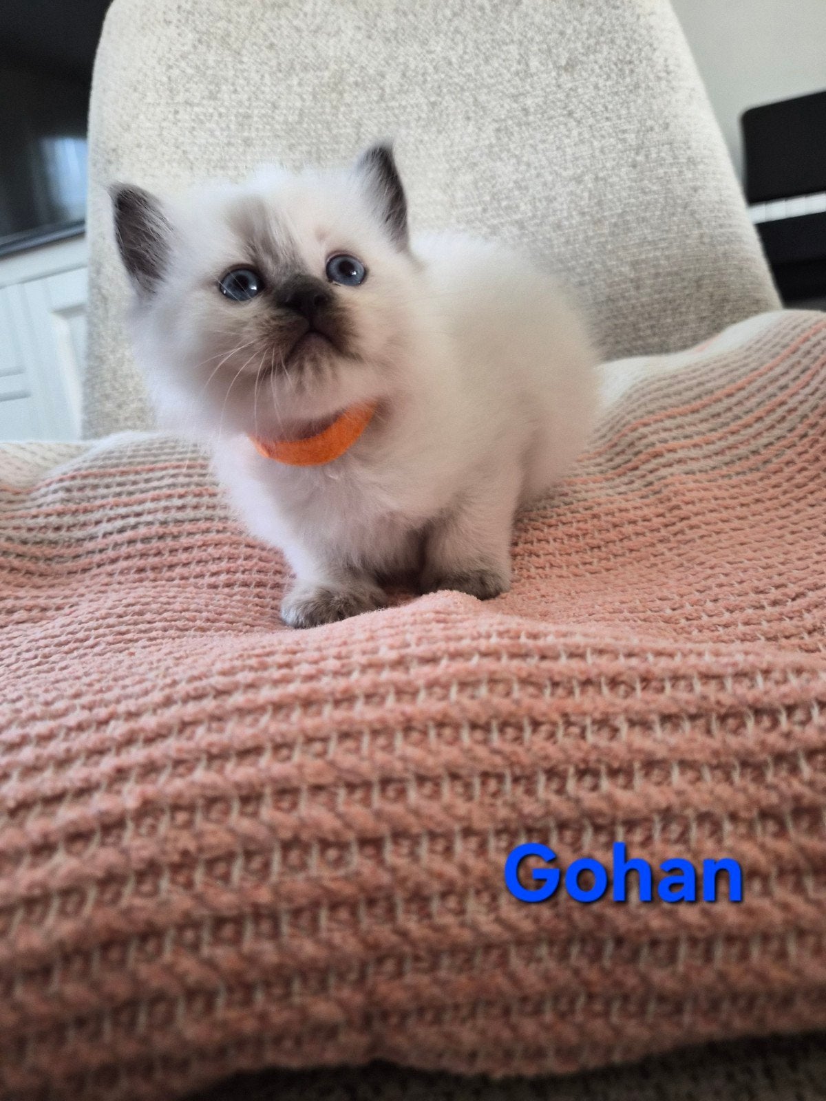 Raszuivere Ragdoll kittens, Meerdere dieren, Ontwormd, 0 tot 2 jaar