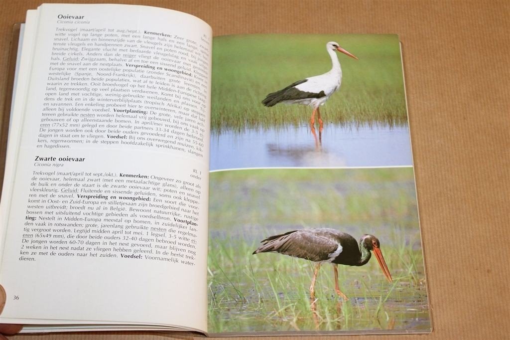 Deltas Vogelgids — Herkenning & Determinatie, Boeken, Ophalen of Verzenden, Gelezen, Katten