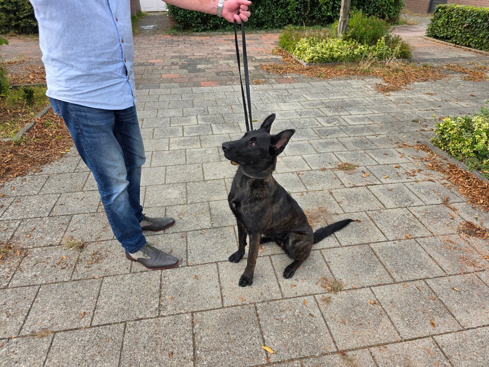 Hollandse herder teef, 15 weken tot 1 jaar, Teef, Eén hond, Herder