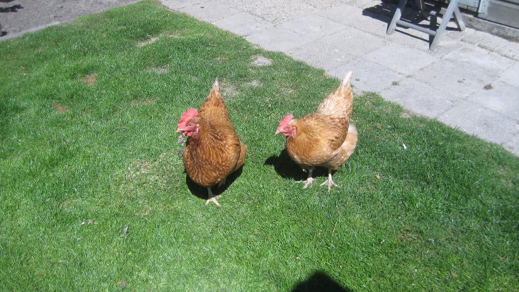 1 bruine Lohman legkip, Vrouwelijk, Kip