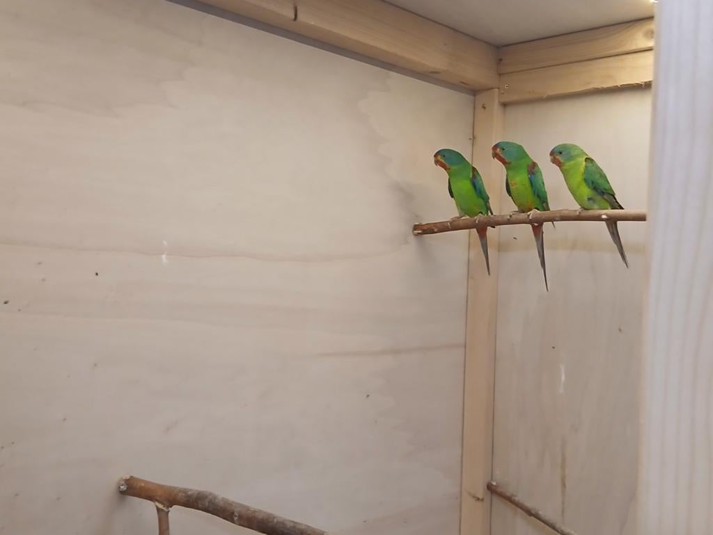 Swiftparkieten, Meerdere dieren, Parkiet, Geringd