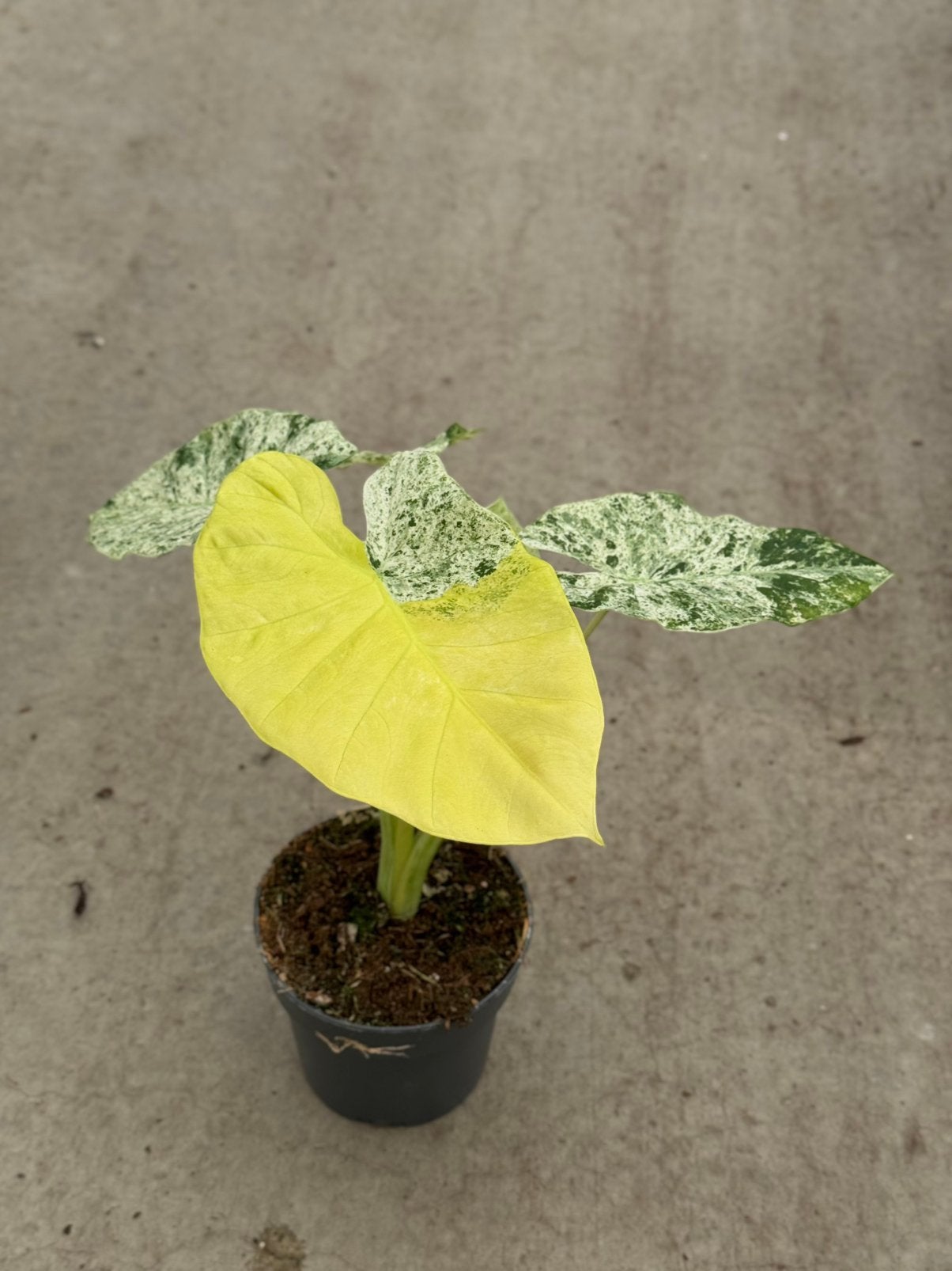 Alocasia Macrorrhiza Splash Yellow Variegata, Ophalen of Verzenden, Halfschaduw, Minder dan 100 cm