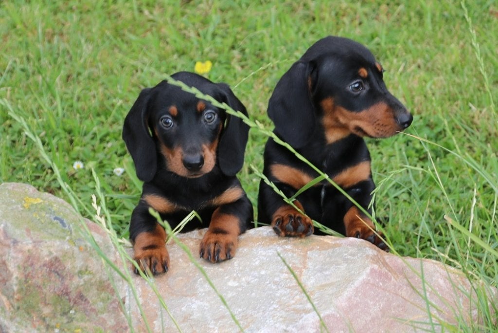 black an tan dwerg teckel pups, Parvo, 8 tot 15 weken, Korthaar, Dwerg