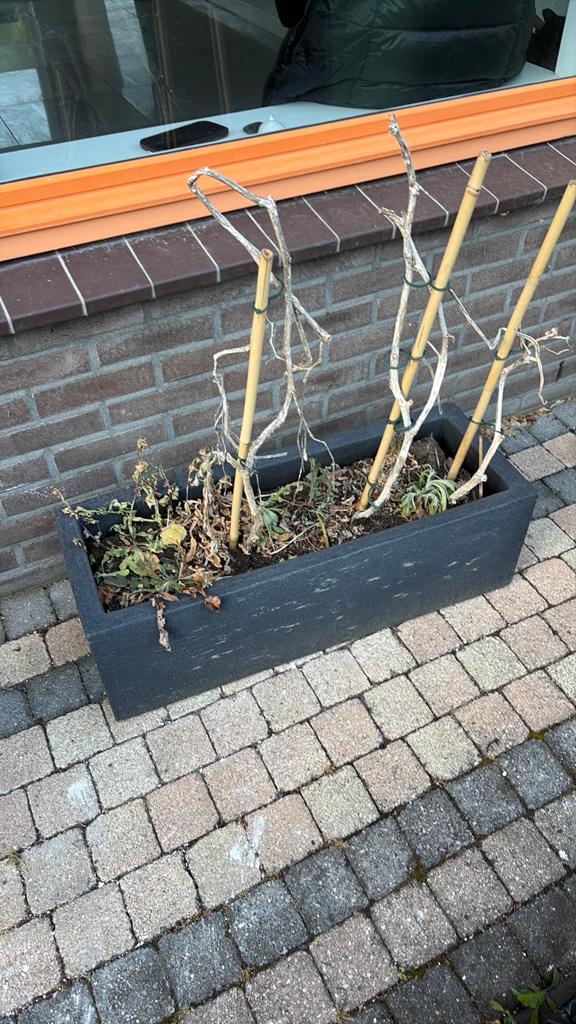 Plantenbak gratsi, Ophalen of Verzenden, Overige soorten, Volle zon