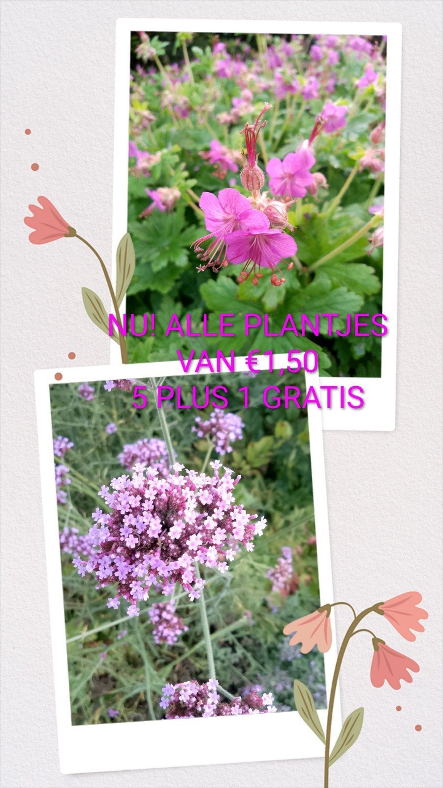 ACTIE Diverse vaste planten 5 plus 1 gratis! Zie mijn adv's., Ophalen, Vaste plant, Overige soorten