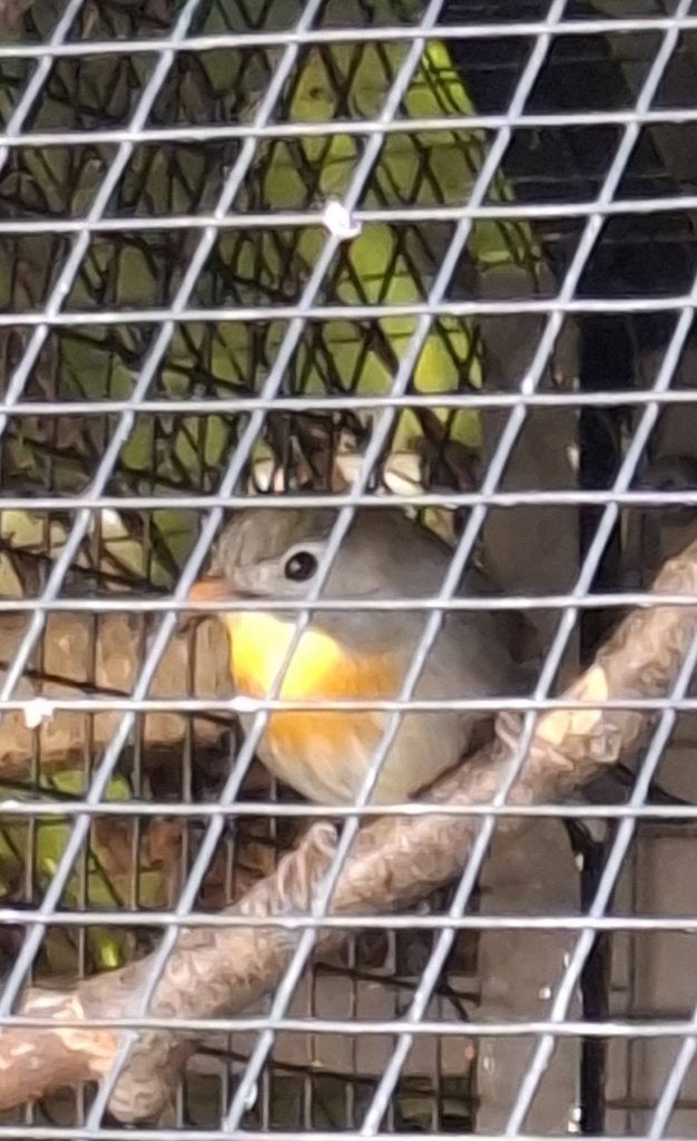 Koppel japanse nachtegalen van 2024, Meerdere dieren, Wildzangvogel
