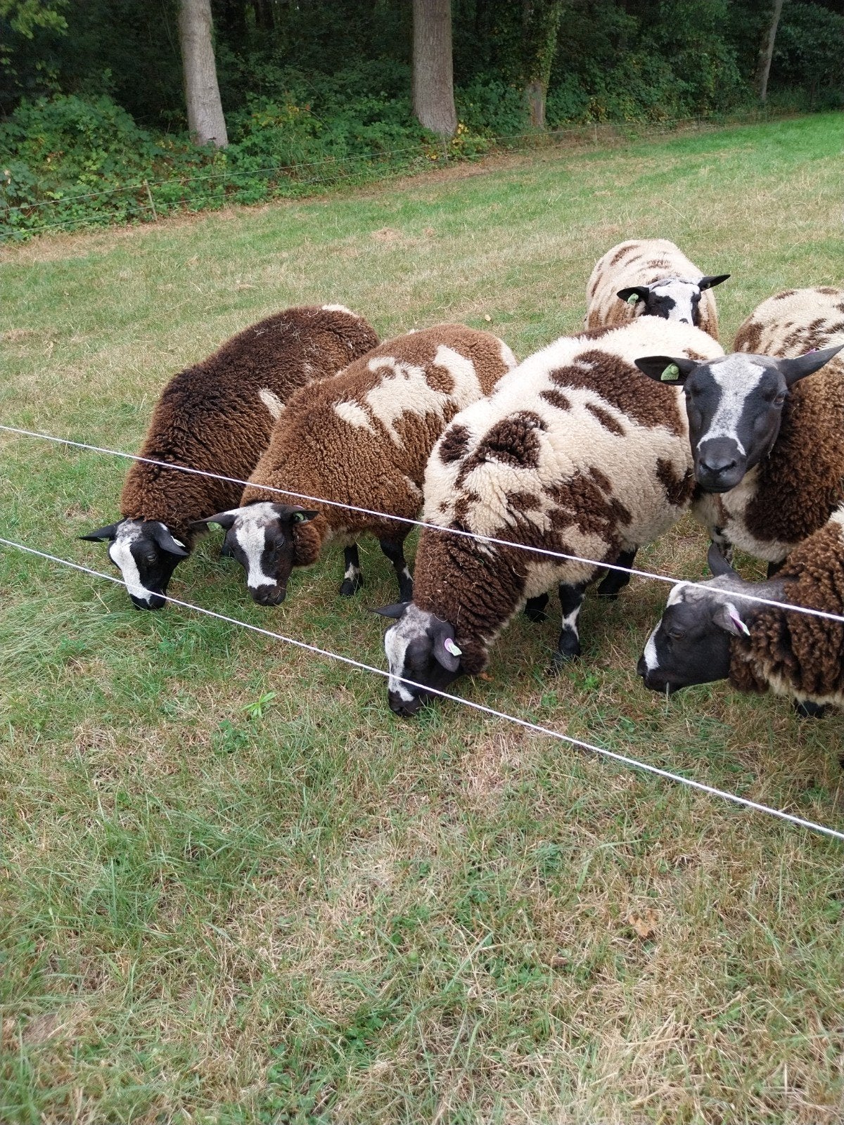 bonte stamboek dekrammen, Dieren en Toebehoren, Schapen, Geiten en Varkens, Mannelijk, Schaap