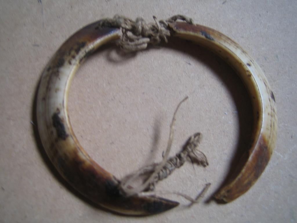 Asmat, Wild Zwijn Armband, Papua Nieuw Guinea, Ophalen of Verzenden