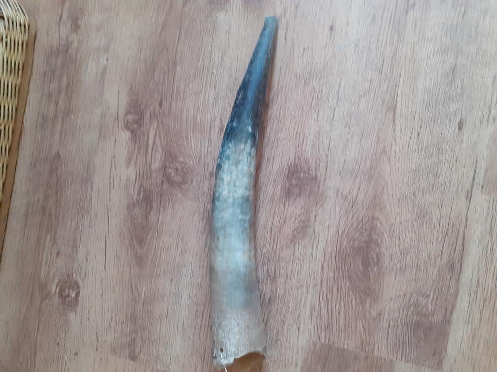 Grote dieren hoorn van een watusi, Ophalen of Verzenden, Gebruikt