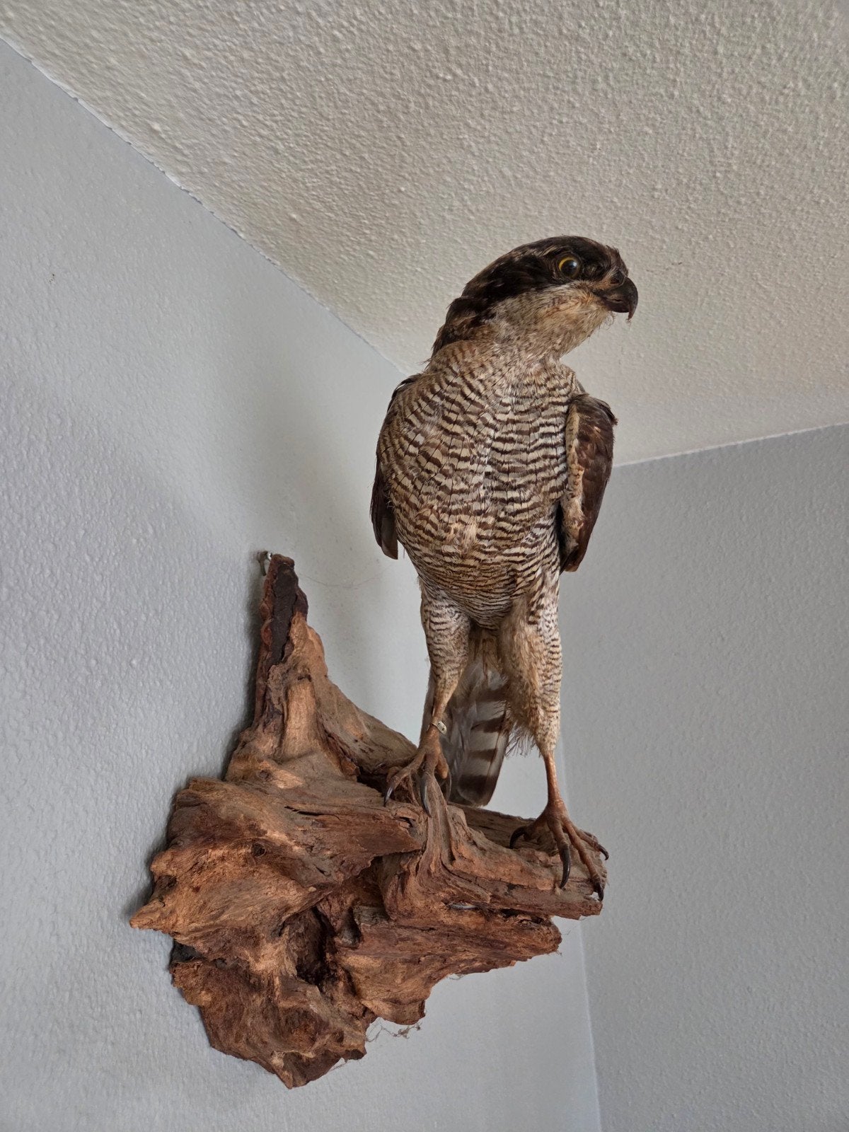 Opgezette Sperwer - Prachtige Roofvogel Taxidermie, Verzamelen, Ophalen, Zo goed als nieuw