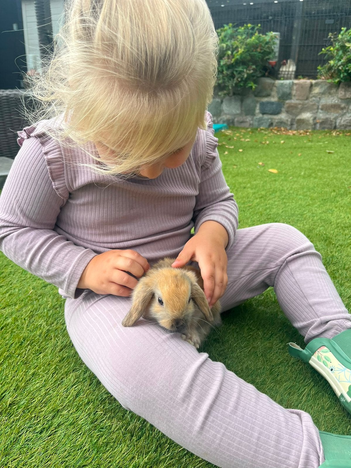 Jonge dwergkonijntjes, Meerdere dieren, Dwerg