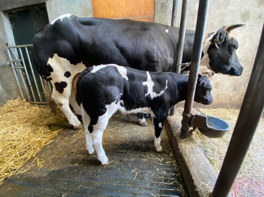 Luxe, groot dikbil stierkalf + appaloosa hengst minipaardje, Mannelijk, 0 tot 2 jaar