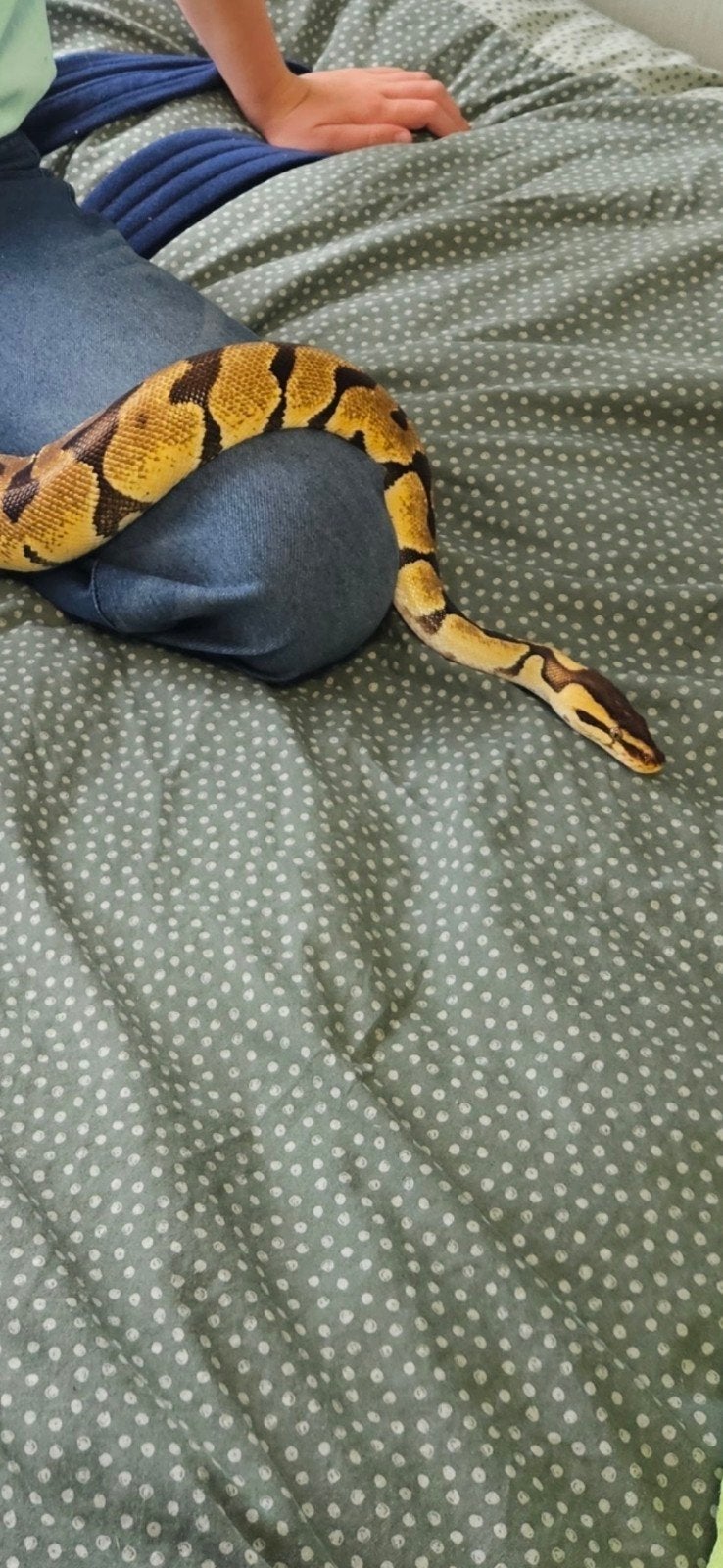 Konings Python incl. therarium en meubel Ball Python photo 3