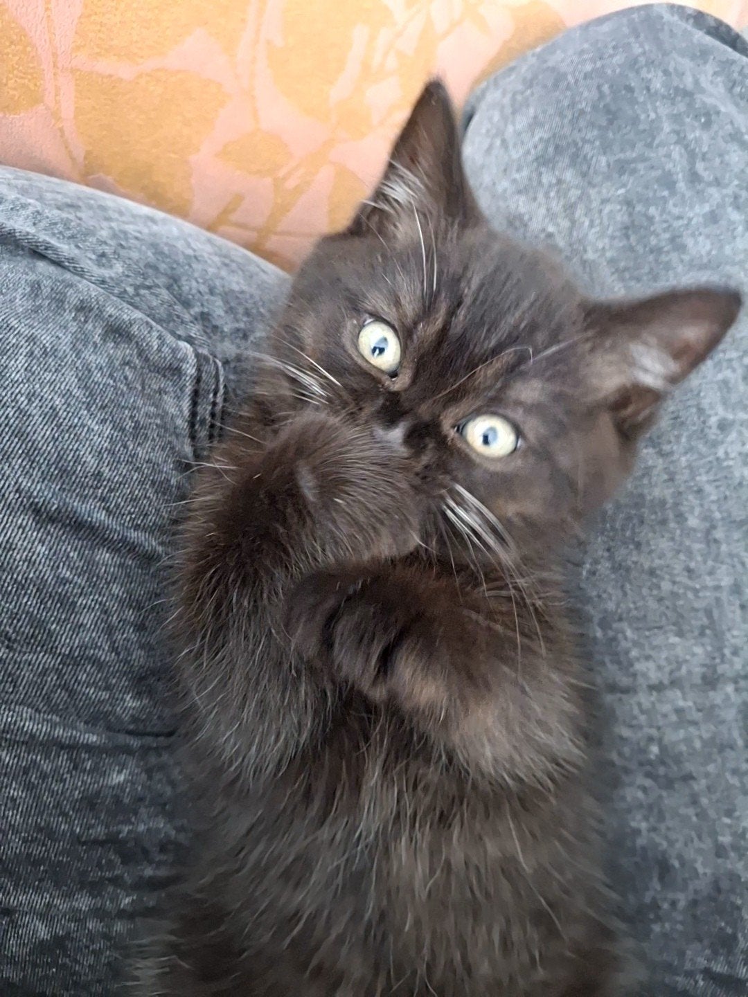 Nog 2 Britse Korthaar kittens, Dieren en Toebehoren, Katten en Kittens | Raskatten | Korthaar, Poes, Gechipt, 0 tot 2 jaar