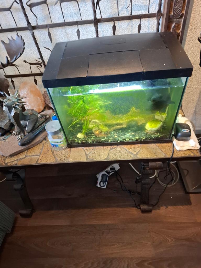 Aquariums compleet, Ophalen, Gevuld zoetwateraquarium
