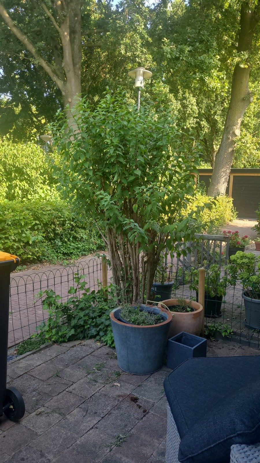 bruidsbloem deutzia, Ophalen of Verzenden, Halfschaduw, Overige soorten