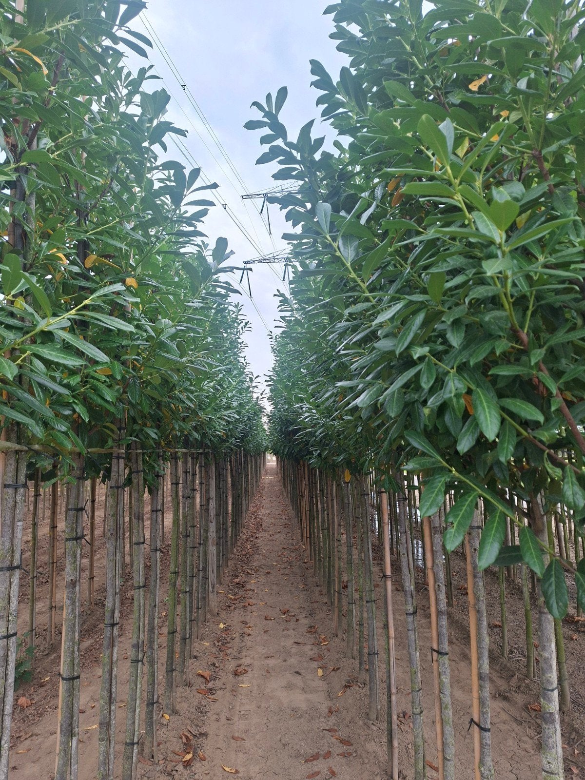 Hoogstam Laurier - Groene Erfafscheiding, Vaste plant, Bloeit niet, Halfschaduw, Ophalen